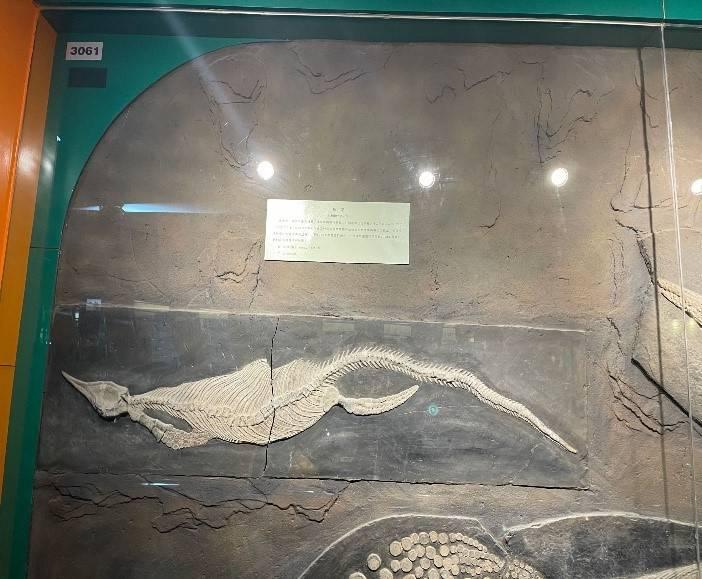 鱼龙类 鱼龙是一种类似鱼和海豚的大型海栖爬行动物。它们最早出现在约2.5亿年前，在距今2亿4千5百万年至2亿2千8百万年间由某种未知的陆栖爬行动物返回到大海而演化为鱼龙。
