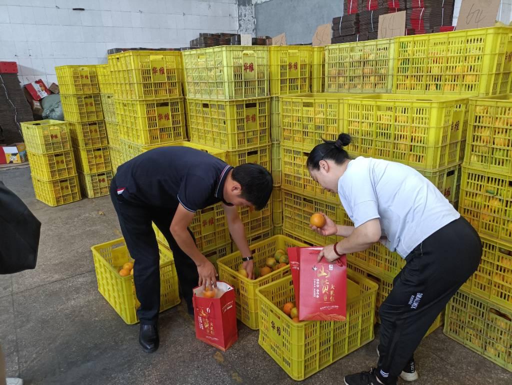 图为团队成员和鑫勇泰公司董事长一同挑选优质柑橘进行分类装箱