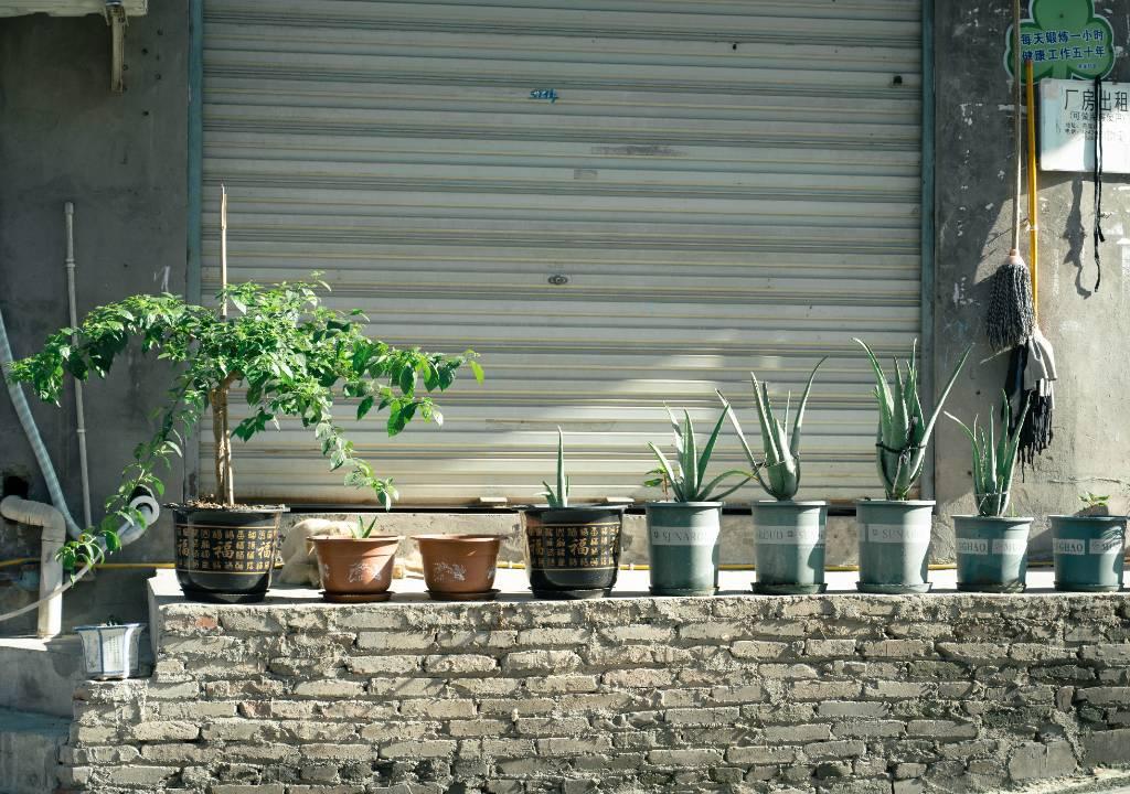 作品名为《绿植盆栽》，村民们生活条件好了，有了多余的闲情逸致，家家户户都种植了很多绿植来装饰院子环境。